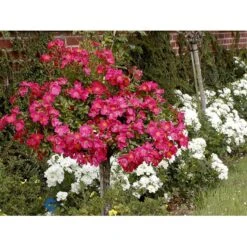 'Tommelise'® Rosa X 'Tommelise'® A-Kvalitet,- Barrods Roser Min. 3 Grene -Osmo Salgsbutik fi5239 rosa tommelise 9eb6