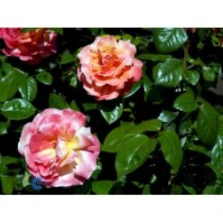'Troika' Rosa X 'Troika' (Storblomstrende) A-Kvalitet,- Barrods Roser Min. 3 Grene -Osmo Salgsbutik fi5260 rosa troika n 4988