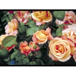 'Troika' Rosa X 'Troika' (Storblomstrende) A-Kvalitet,- Barrods Roser Min. 3 Grene -Osmo Salgsbutik fi5260 rosa troika n 8351
