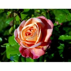 'Troika' Rosa X 'Troika' (Storblomstrende) A-Kvalitet,- Barrods Roser Min. 3 Grene -Osmo Salgsbutik fi5260 rosa troika n b04a