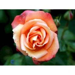 'Troika' Rosa X 'Troika' (Storblomstrende) A-Kvalitet,- Barrods Roser Min. 3 Grene -Osmo Salgsbutik fi5260 rosa troika n c055