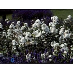 'Tumbling Waters'™ Rosa X 'Tumbling Waters'™ (Bunddækkerose) A-Kvalitet,- Barrods Roser Min. 3 Grene 23 'Tumbling Waters'™ Rosa X 'Tumbling Waters'™ (Bunddækkerose) A-Kvalitet,- Barrods Roser Min. 3 Grene -Osmo Salgsbutik fi5263 rosa tumbling waters poultumb n 25a4