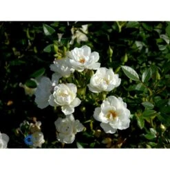 'Tumbling Waters'™ Rosa X 'Tumbling Waters'™ (Bunddækkerose) A-Kvalitet,- Barrods Roser Min. 3 Grene 21 'Tumbling Waters'™ Rosa X 'Tumbling Waters'™ (Bunddækkerose) A-Kvalitet,- Barrods Roser Min. 3 Grene -Osmo Salgsbutik fi5263 rosa tumbling waters poultumb n e3be
