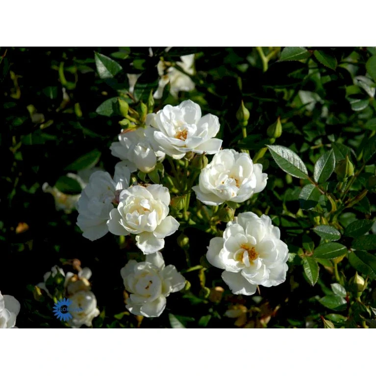 'Tumbling Waters'™ Rosa X 'Tumbling Waters'™ (Bunddækkerose) A-Kvalitet,- Barrods Roser Min. 3 Grene 10 'Tumbling Waters'™ Rosa X 'Tumbling Waters'™ (Bunddækkerose) A-Kvalitet,- Barrods Roser Min. 3 Grene - Billede 10
