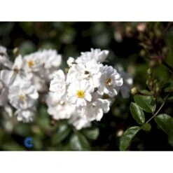 'Tumbling Waters'™ Rosa X 'Tumbling Waters'™ (Bunddækkerose) A-Kvalitet,- Barrods Roser Min. 3 Grene 20 'Tumbling Waters'™ Rosa X 'Tumbling Waters'™ (Bunddækkerose) A-Kvalitet,- Barrods Roser Min. 3 Grene -Osmo Salgsbutik fi5263 rosa tumbling waters poultumb n f57e