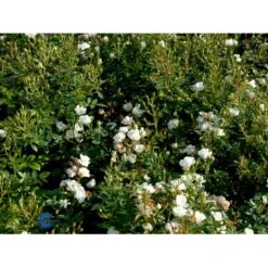 'Tumbling Waters'™ Rosa X 'Tumbling Waters'™ (Bunddækkerose) A-Kvalitet,- Barrods Roser Min. 3 Grene 22 'Tumbling Waters'™ Rosa X 'Tumbling Waters'™ (Bunddækkerose) A-Kvalitet,- Barrods Roser Min. 3 Grene -Osmo Salgsbutik fi5263 rosa tumbling waters poultumb n fc71