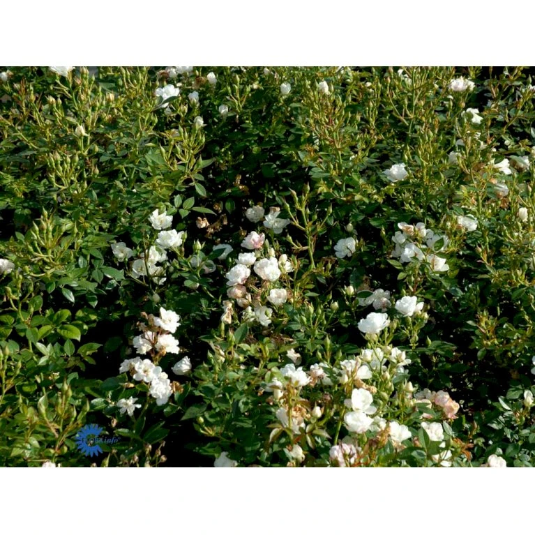 'Tumbling Waters'™ Rosa X 'Tumbling Waters'™ (Bunddækkerose) A-Kvalitet,- Barrods Roser Min. 3 Grene 11 'Tumbling Waters'™ Rosa X 'Tumbling Waters'™ (Bunddækkerose) A-Kvalitet,- Barrods Roser Min. 3 Grene - Billede 11