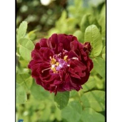'Tuscany Superb' Rosa Gallica 'Tuscany Superb' (Gallicarosa) A-Kvalitet,- Barrods Roser Min. 3 Grene -Osmo Salgsbutik fi5264 rosa tuscany superb 2cc5