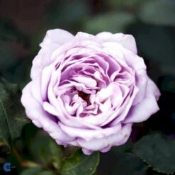 'Twice In A Blue Moon'® Rosa X 'Twice In A Blue Moon'® (Storblomstrende) A-Kvalitet,- Barrods Roser Min. 3 Grene -Osmo Salgsbutik fi5265 rosa twice in blue moon bf80