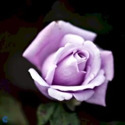 'Twice In A Blue Moon'® Rosa X 'Twice In A Blue Moon'® (Storblomstrende) A-Kvalitet,- Barrods Roser Min. 3 Grene -Osmo Salgsbutik fi5265 rosa twice in blue moon dec9