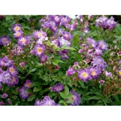 'Veilchenblau' Rosa Multiflora 'Veilchenblau' (Slyngrose) A-Kvalitet,- Barrods Roser Min. 3 Grene -Osmo Salgsbutik fi5276 rosa veilchenblau cfcc