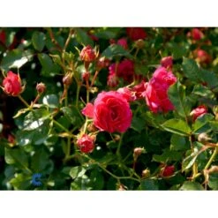 'Viking'® Rosa X 'Viking'® (Bunddækkerose) A-Kvalitet,- Barrods Roser Min. 3 Grene -Osmo Salgsbutik fi5287 rosa viking 11f8