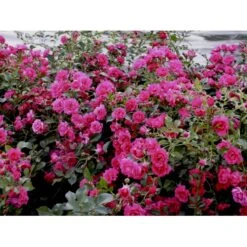 'Viking'® Rosa X 'Viking'® (Bunddækkerose) A-Kvalitet,- Barrods Roser Min. 3 Grene -Osmo Salgsbutik fi5287 rosa viking 6203