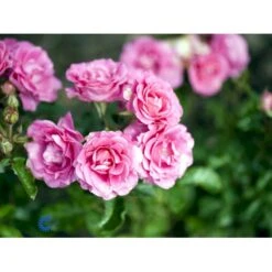 'Violet™ Hit'® Rosa X 'Violet™ Hit'® (Miniaturerose) A-Kvalitet,- Barrods Roser Min. 3 Grene -Osmo Salgsbutik fi5290 rosa violet poultin n 27ad