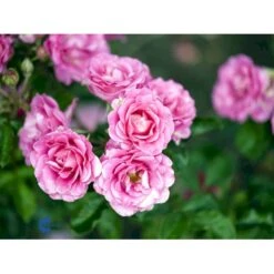 'Violet™ Hit'® Rosa X 'Violet™ Hit'® (Miniaturerose) A-Kvalitet,- Barrods Roser Min. 3 Grene -Osmo Salgsbutik fi5290 rosa violet poultin n 69c1