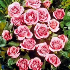 'Violet™ Hit'® Rosa X 'Violet™ Hit'® (Miniaturerose) A-Kvalitet,- Barrods Roser Min. 3 Grene -Osmo Salgsbutik fi5290 rosa violet poultin n b3e6