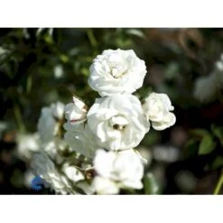 'Waltz'™ Rosa X 'Waltz'™ (Slyngrose) A-Kvalitet,- Barrods Roser Min. 3 Grene -Osmo Salgsbutik fi5300 rosa waltz poulkrid n 223b