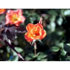 'Warm Welcome' Rosa X 'Warm Welcome' (Slyngrose) A-Kvalitet,- Barrods Roser Min. 3 Grene -Osmo Salgsbutik fi5302 rosa warm welcome r chewizz n 8b5d
