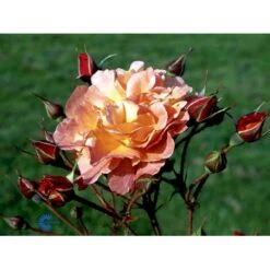 'Westerland'® Rosa X 'Westerland'® (Slyngrose) A-Kvalitet,- Barrods Roser Min. 3 Grene -Osmo Salgsbutik fi5307 rosa westerland 97e8