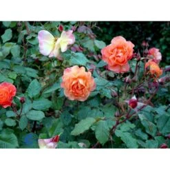 'Westerland'® Rosa X 'Westerland'® (Slyngrose) A-Kvalitet,- Barrods Roser Min. 3 Grene -Osmo Salgsbutik fi5307 rosa westerland a556