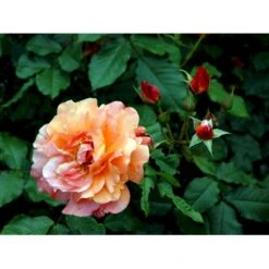 'Westerland'® Rosa X 'Westerland'® (Slyngrose) A-Kvalitet,- Barrods Roser Min. 3 Grene -Osmo Salgsbutik fi5307 rosa westerland a7e6