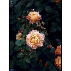 'Westerland'® Rosa X 'Westerland'® (Slyngrose) A-Kvalitet,- Barrods Roser Min. 3 Grene -Osmo Salgsbutik fi5307 rosa westerland b8a5
