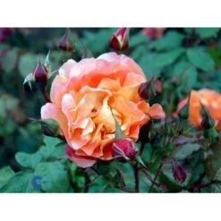 'Westerland'® Rosa X 'Westerland'® (Slyngrose) A-Kvalitet,- Barrods Roser Min. 3 Grene -Osmo Salgsbutik fi5307 rosa westerland f510