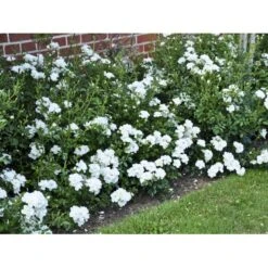 'White Cover'® Rosa X 'White Cover'® (Bunddækkerose) A-Kvalitet,- Barrods Roser Min. 3 Grene -Osmo Salgsbutik fi5313 rosa white cover poulcov n 6e37