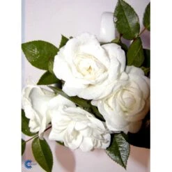 'White Cover'® Rosa X 'White Cover'® (Bunddækkerose) A-Kvalitet,- Barrods Roser Min. 3 Grene -Osmo Salgsbutik fi5313 rosa white cover poulcov n 849b