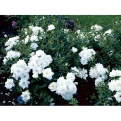 'White Cover'® Rosa X 'White Cover'® (Bunddækkerose) A-Kvalitet,- Barrods Roser Min. 3 Grene -Osmo Salgsbutik fi5313 rosa white cover poulcov n 9218