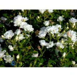 'White Cover'® Rosa X 'White Cover'® (Bunddækkerose) A-Kvalitet,- Barrods Roser Min. 3 Grene -Osmo Salgsbutik fi5313 rosa white cover poulcov n f3bb