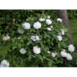 'White Jacques Cartier' Rosa Portlandica 'White Jacques Cartier' (Portlandrose) A-Kvalitet,- Barrods Roser Min. 3 Grene -Osmo Salgsbutik fi5316 rosa white jacques cartier 73af