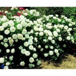 'White Meidiland' Rosa X 'White Meidiland' (Bunddækkerose) A-Kvalitet,- Barrods Roser Min. 3 Grene -Osmo Salgsbutik fi5318 rosa white meidiland 2618