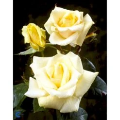 'White Nights'™ Rosa X 'White Nights'™ (Slyngrose) A-Kvalitet,- Barrods Roser Min. 3 Grene 10 'White Nights'™ Rosa X 'White Nights'™ (Slyngrose) A-Kvalitet,- Barrods Roser Min. 3 Grene -Osmo Salgsbutik fi5320 rosa white nights poulaps n 2998