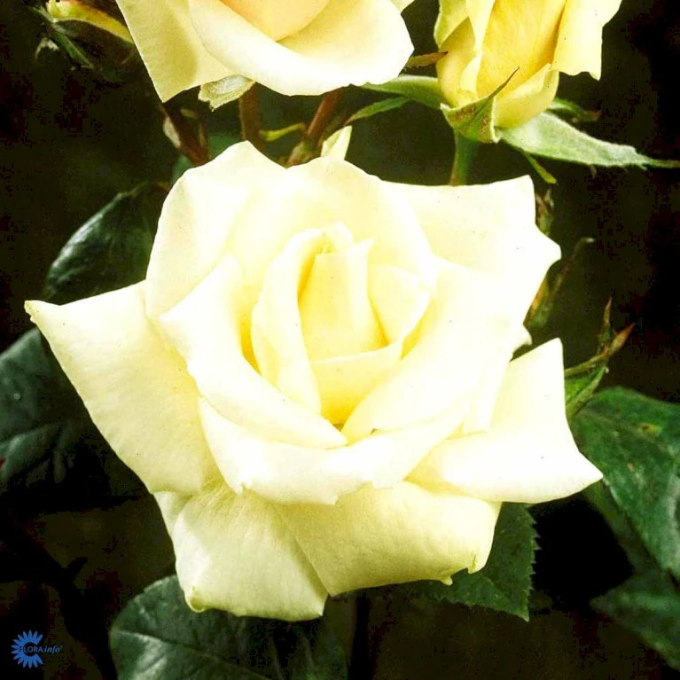 'White Nights'™ Rosa X 'White Nights'™ (Slyngrose) A-Kvalitet,- Barrods Roser Min. 3 Grene 6 'White Nights'™ Rosa X 'White Nights'™ (Slyngrose) A-Kvalitet,- Barrods Roser Min. 3 Grene - Billede 6