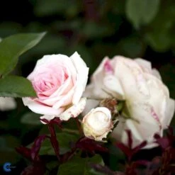 'White Nights'™ Rosa X 'White Nights'™ (Slyngrose) A-Kvalitet,- Barrods Roser Min. 3 Grene 9 'White Nights'™ Rosa X 'White Nights'™ (Slyngrose) A-Kvalitet,- Barrods Roser Min. 3 Grene -Osmo Salgsbutik fi5320 rosa white nights poulaps n b03d