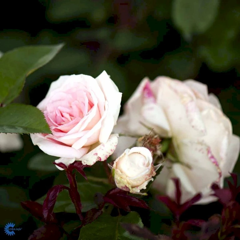 'White Nights'™ Rosa X 'White Nights'™ (Slyngrose) A-Kvalitet,- Barrods Roser Min. 3 Grene 4 'White Nights'™ Rosa X 'White Nights'™ (Slyngrose) A-Kvalitet,- Barrods Roser Min. 3 Grene - Billede 4