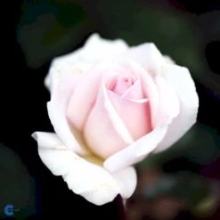 'A White Shade Of Pale' Rosa X 'A White Shade Of Pale' (Storblomstrende) A-Kvalitet,- Barrods Roser Min. 3 Grene -Osmo Salgsbutik fi5323 rosa whiter shade of pale b371