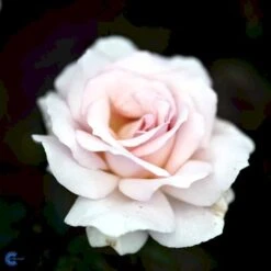 'A White Shade Of Pale' Rosa X 'A White Shade Of Pale' (Storblomstrende) A-Kvalitet,- Barrods Roser Min. 3 Grene -Osmo Salgsbutik fi5323 rosa whiter shade of pale bfed