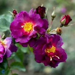 'Wild Rover' Rosa X 'Wild Rover' (Slyngrose) A-Kvalitet,- Barrods Roser Min. 3 Grene -Osmo Salgsbutik fi5326 rosa wild rover 4b7f