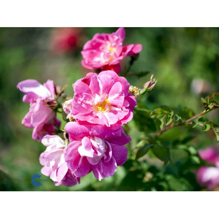 'William Baffin' Rosa X 'William Baffin' (Buskrose) A-Kvalitet,- Barrods Roser Min. 3 Grene 3 'William Baffin' Rosa X 'William Baffin' (Buskrose) A-Kvalitet,- Barrods Roser Min. 3 Grene - Billede 3