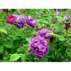 'William Lobb' Rosa Centifolia Muscosa 'William Lobb' (Mosrose) A-Kvalitet,- Barrods Roser Min. 3 Grene -Osmo Salgsbutik fi5334 rosa william lobb 7b9b