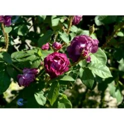 'William Lobb' Rosa Centifolia Muscosa 'William Lobb' (Mosrose) A-Kvalitet,- Barrods Roser Min. 3 Grene -Osmo Salgsbutik fi5334 rosa william lobb eccd