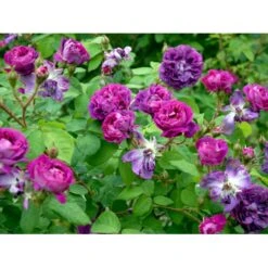 'William Lobb' Rosa Centifolia Muscosa 'William Lobb' (Mosrose) A-Kvalitet,- Barrods Roser Min. 3 Grene -Osmo Salgsbutik fi5334 rosa william lobb f857