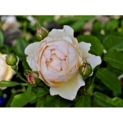'Wollerton Old Hall'™ Rosa X 'Wollerton Old Hall'™ (Engelsk Rose) A-Kvalitet,- Barrods Roser Min. 3 Grene -Osmo Salgsbutik fi5343 rosa wollerton old hall 3550