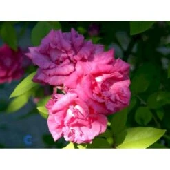 'Zéphirine Drouhin' Rosa Bourboniana 'Zéphirine Drouhin' (Bourbonrose) A-Kvalitet,- Barrods Roser Min. 3 Grene -Osmo Salgsbutik fi5353 rosa zephirine drouhin 0227