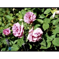 'Zéphirine Drouhin' Rosa Bourboniana 'Zéphirine Drouhin' (Bourbonrose) A-Kvalitet,- Barrods Roser Min. 3 Grene -Osmo Salgsbutik fi5353 rosa zephirine drouhin 10d1