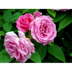 'Zéphirine Drouhin' Rosa Bourboniana 'Zéphirine Drouhin' (Bourbonrose) A-Kvalitet,- Barrods Roser Min. 3 Grene -Osmo Salgsbutik fi5353 rosa zephirine drouhin ecc4