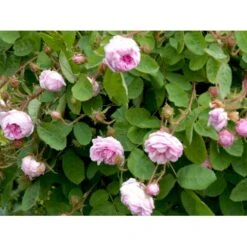 'Salet' Rosa Centifolia Muscosa 'Salet' (Mosrose) A-Kvalitet,- Barrods Roser Min. 3 Grene -Osmo Salgsbutik fi5399 rosa centifolia muscosa 53ef