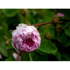 'Salet' Rosa Centifolia Muscosa 'Salet' (Mosrose) A-Kvalitet,- Barrods Roser Min. 3 Grene -Osmo Salgsbutik fi5399 rosa centifolia muscosa d6dc